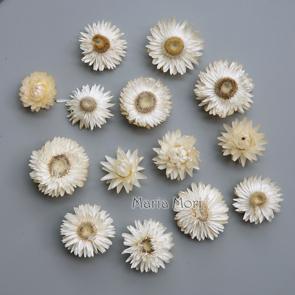 Natural Dried Colorful Chrysan - đánh giá và giá Baby Products For 1 Year Old