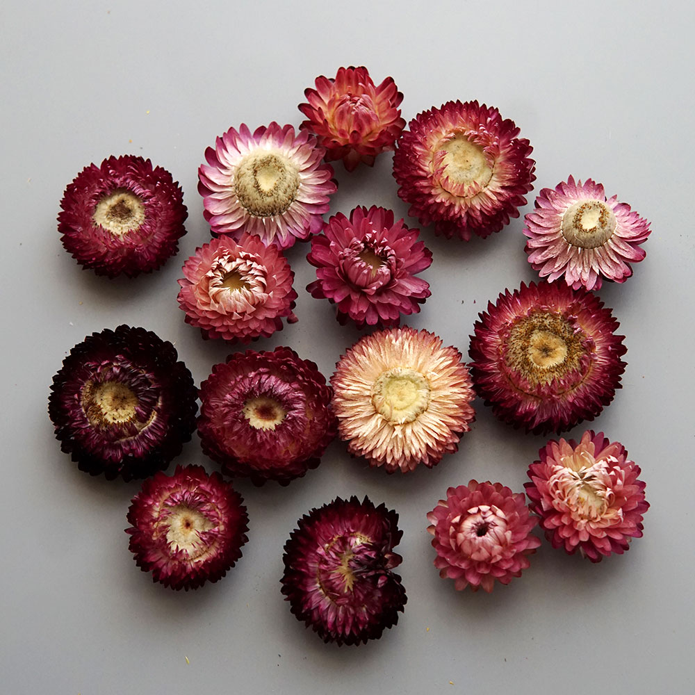 Natural Dried Colorful Chrysan - đánh giá và giá Baby Products For 1 Year Old