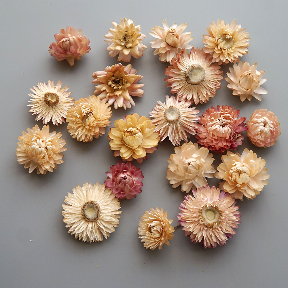 Natural Dried Colorful Chrysan - đánh giá và giá Baby Products For 1 Year Old